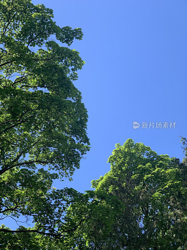 在一个阳光明媚的夏日，绿色的树枝映衬着晴朗的天空