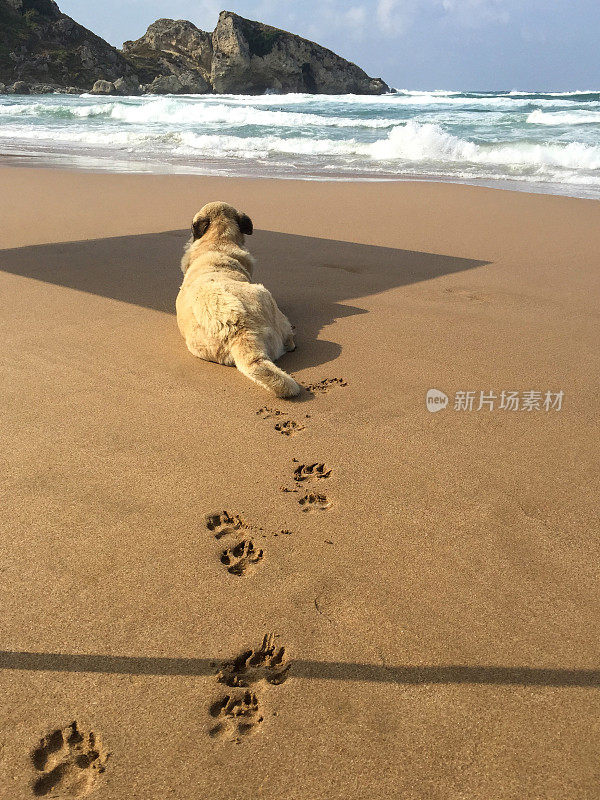 狗狗躺在沙滩上留下了脚印