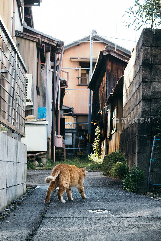 日本一条小巷里的猫