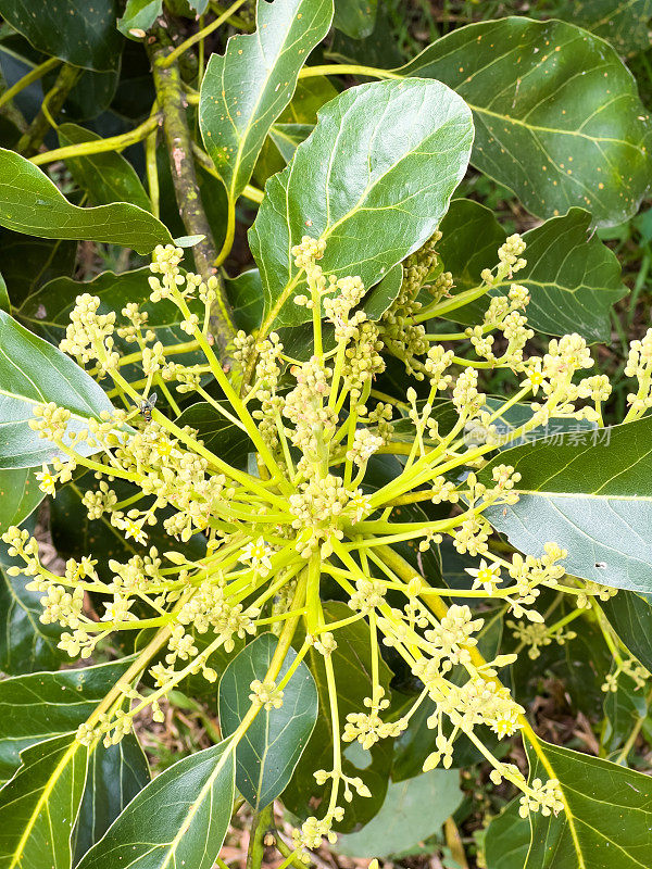 牛油果树上的花蕾