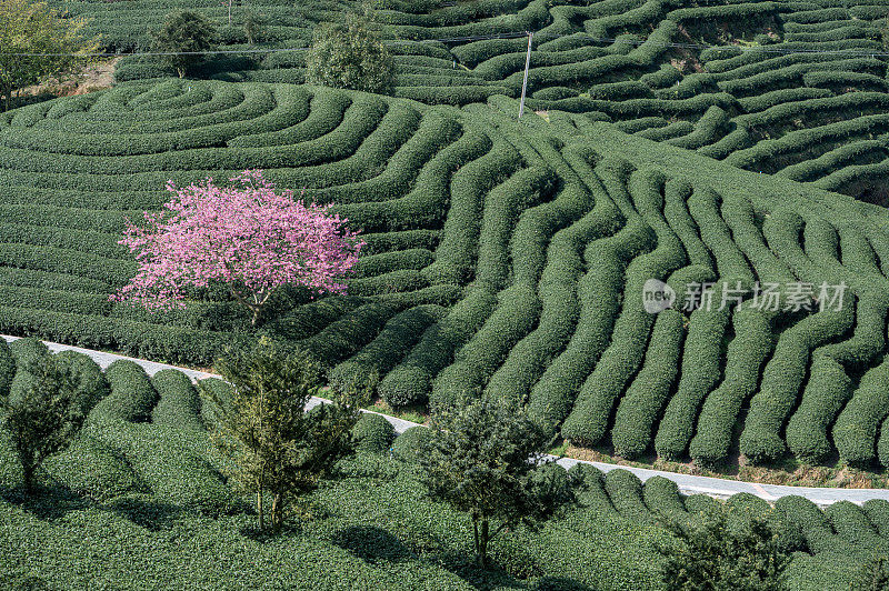 茶园里的樱桃树