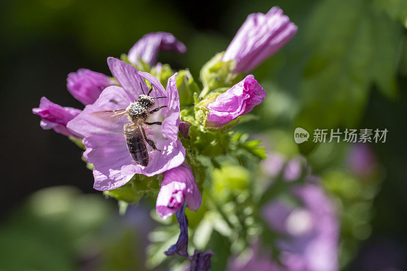 蜜蜂在粉红色的锦葵上