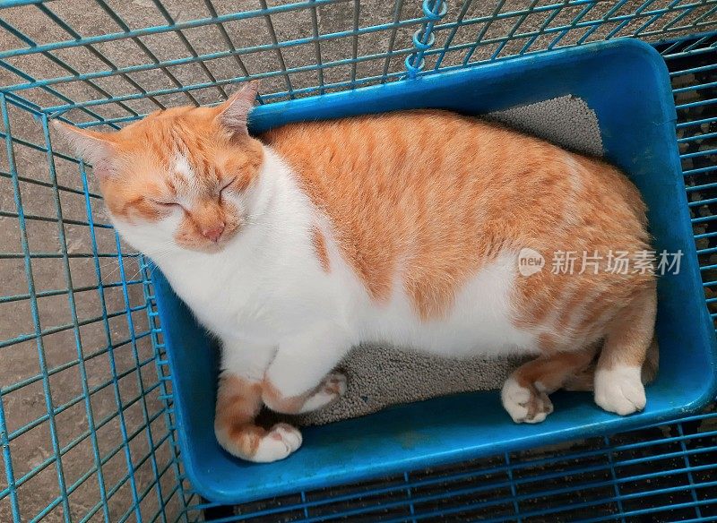 橙色的猫睡在猫砂盒-动物行为。