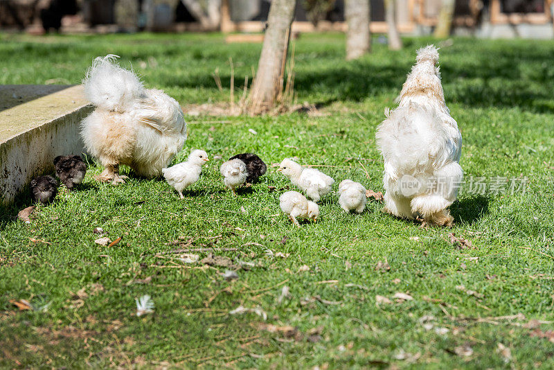 两只雪白的母鸡和她们的小鸡在花园里