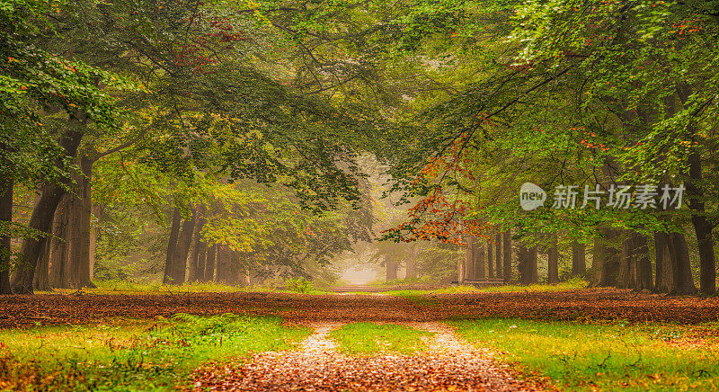 林荫大道在秋天的颜色与雾中的步道。