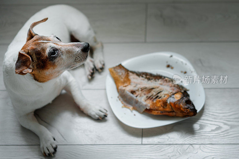 伤心的狗坐在旁边的碗咬鱼站在木地板