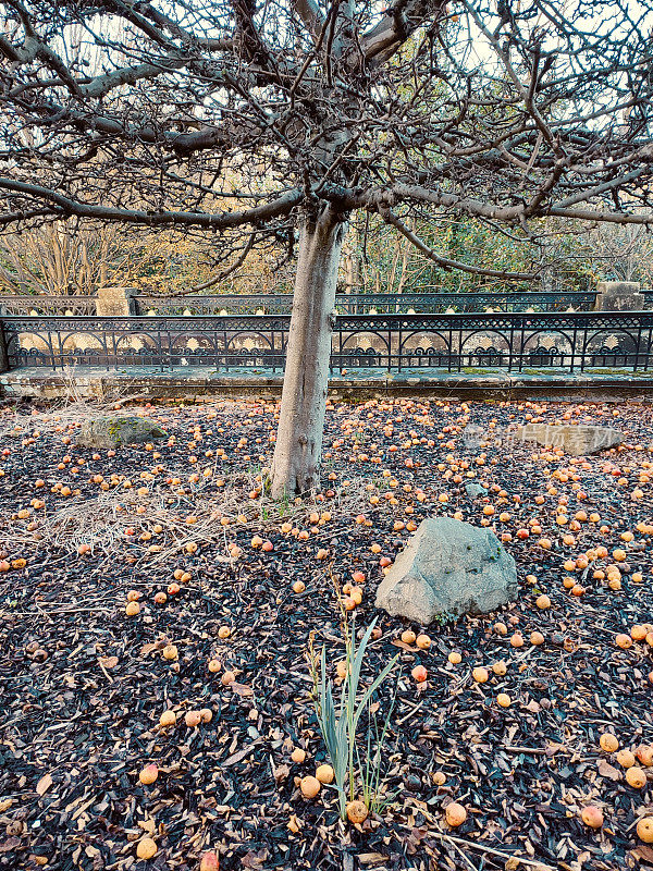 英国苏格兰格拉斯哥，从树上掉下来的成熟苹果