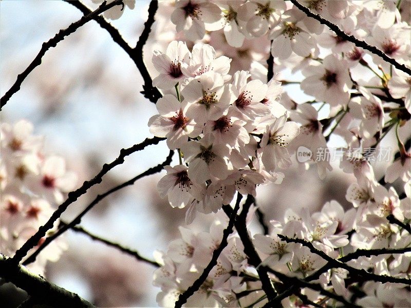 日本。三月底。樱花。特写镜头。