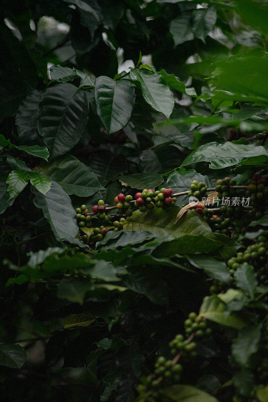 泰国北部咖啡农场树上的新鲜咖啡豆