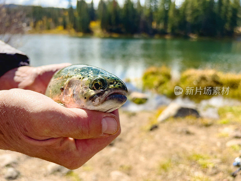 落基山脉的彩虹鳟鱼系列照片