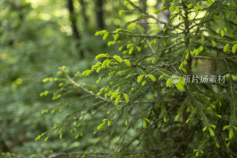 在一个阳光明媚的日子里，小松树在树林里开花。