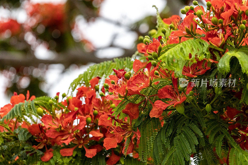 特写开花火焰树与美丽的红色花朵，皇家Poinciana，背景与复制空间