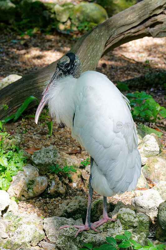 木头鹳