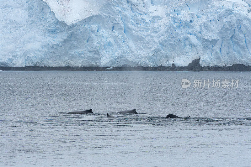 一群座头鲸在南极水域和环境中觅食。南极洲