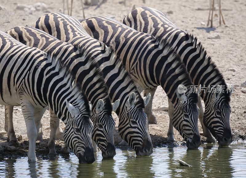 纳米比亚水塘边的斑马