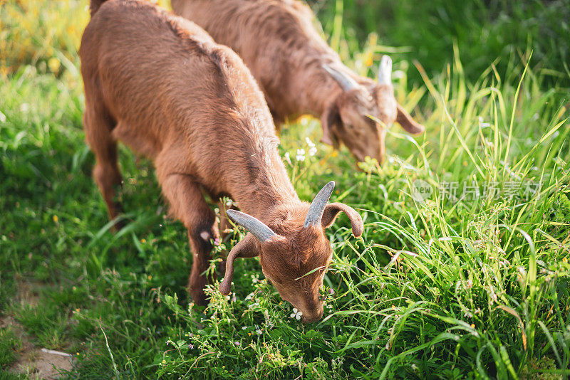 羊羊在绿色的草地上进食。