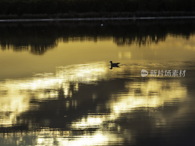 日落时镜湖上的鸟剪影