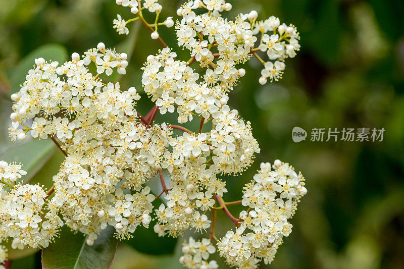 美丽的微距镜头光石楠小白花