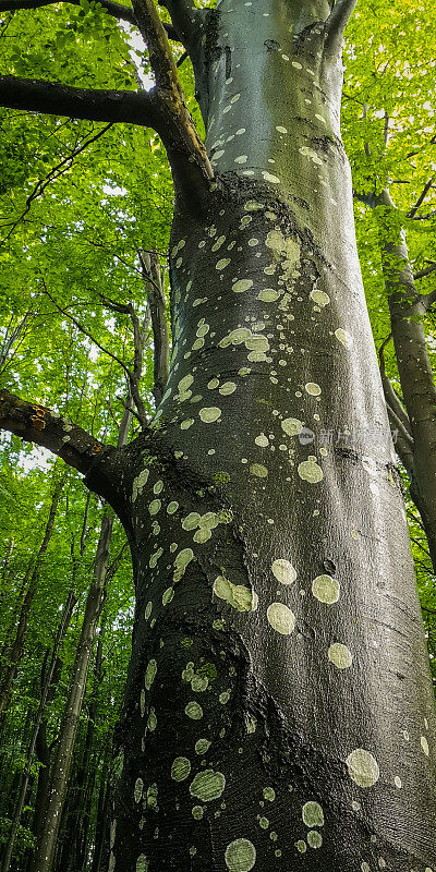 喀尔巴阡山林中的欧洲山毛榉