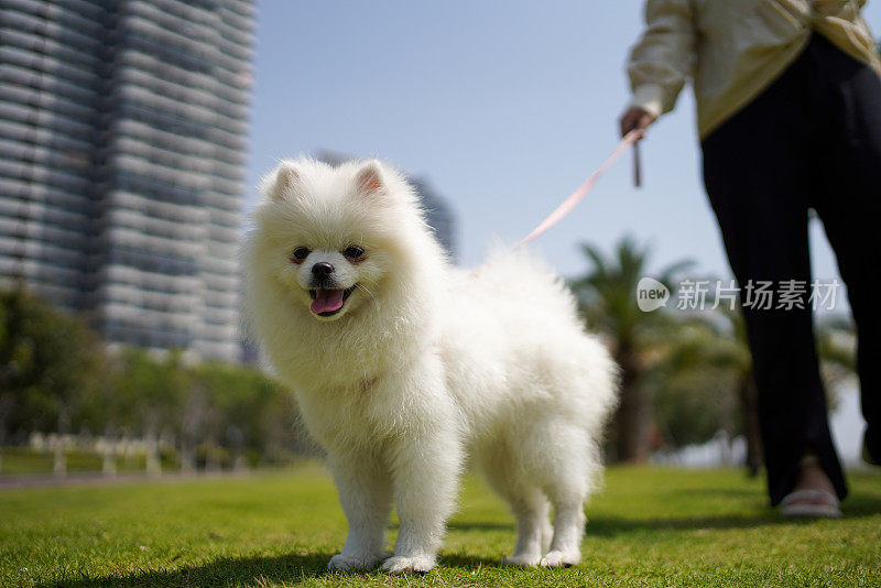 可爱的博美犬和它的主人在草地上玩耍