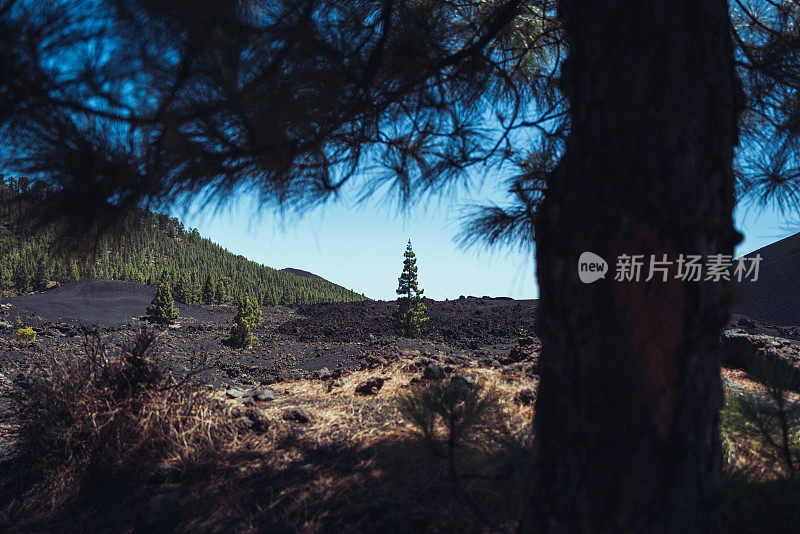 加那利群岛泰德火山景观中的松树恢复力