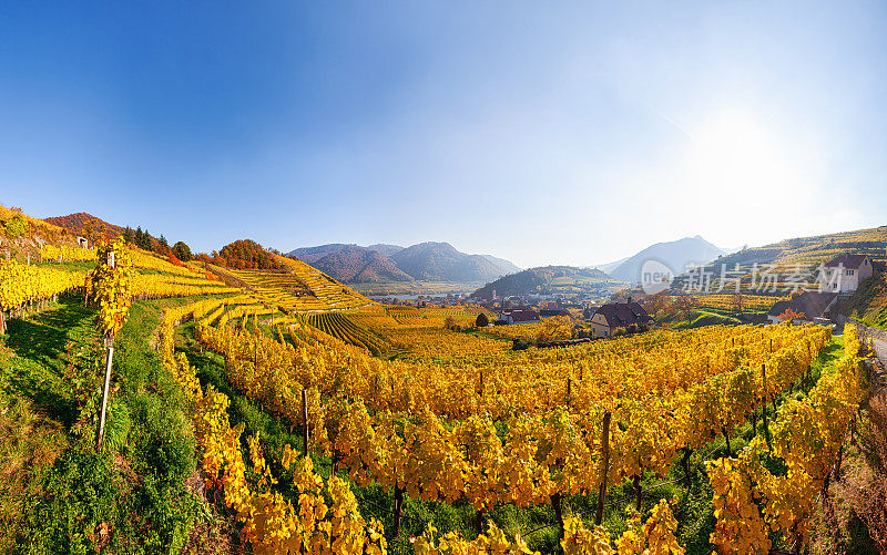 奥地利瓦豪谷，施皮茨附近的葡萄园，秋天180度全景
