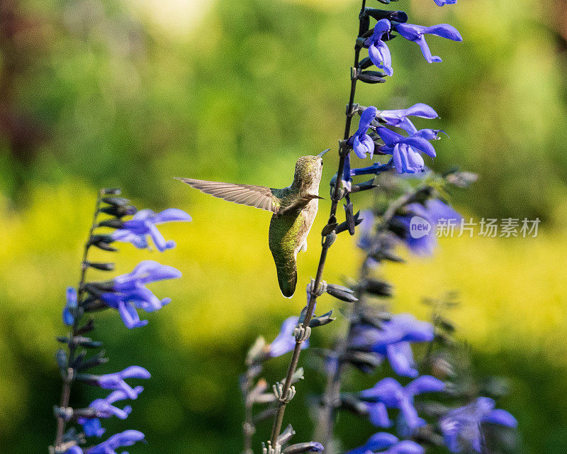 蜂鸟授粉