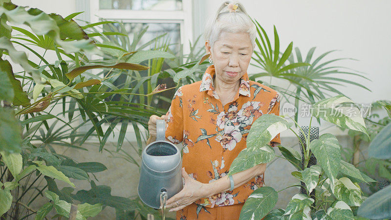 亚洲活跃的老年女性在家浇灌植物，简单的生活习惯，健康的退休生活方式