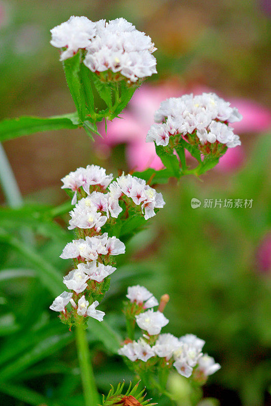 柠檬花:密集的纸状簇，漏斗状花