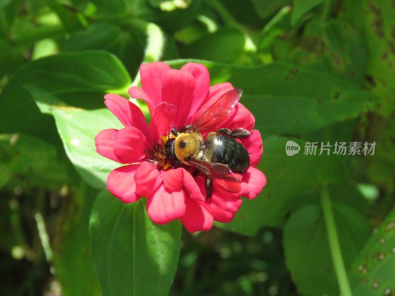 百日菊的大黄蜂