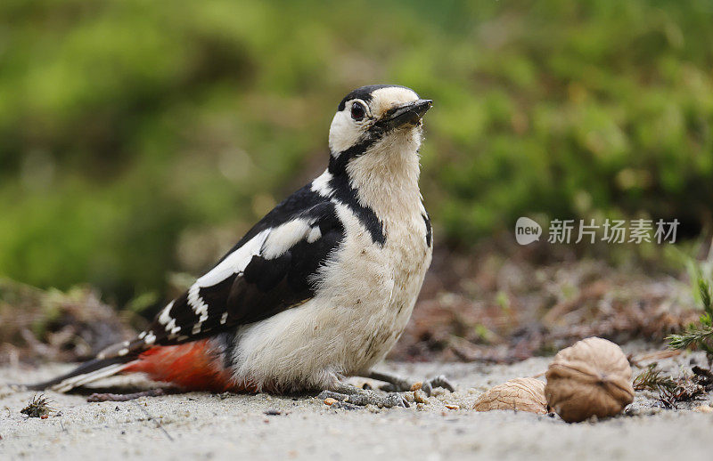 大斑点啄木鸟(主要是树狐)雌性