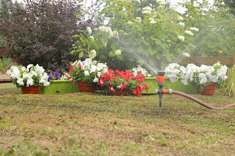 用花园软管给植物和花朵浇水。