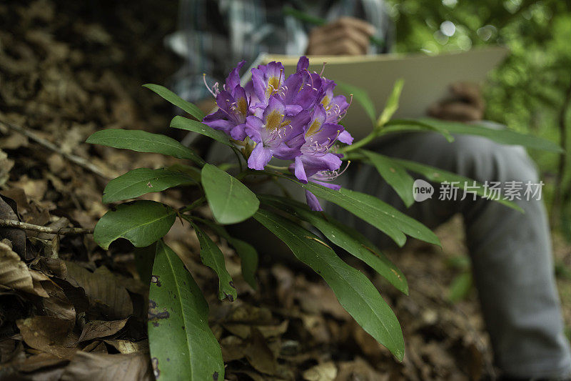 从事森林管理的植物学家。杜鹃ponticum。