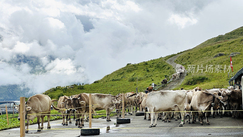 瑞士山区牧场上的牛群