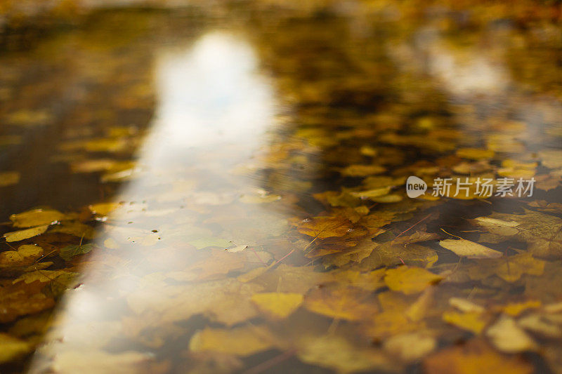 水坑里的树叶。秋天。