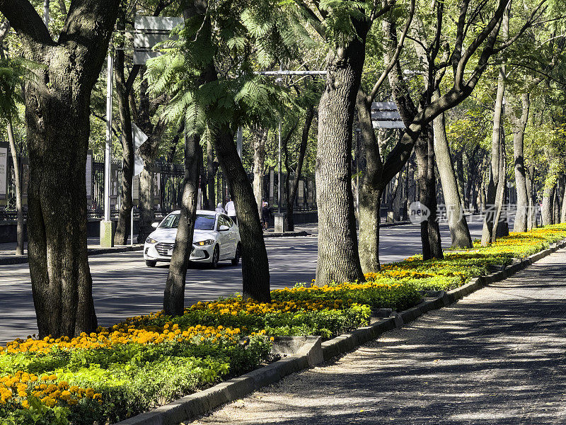 墨西哥城Reforma大道的人行道
