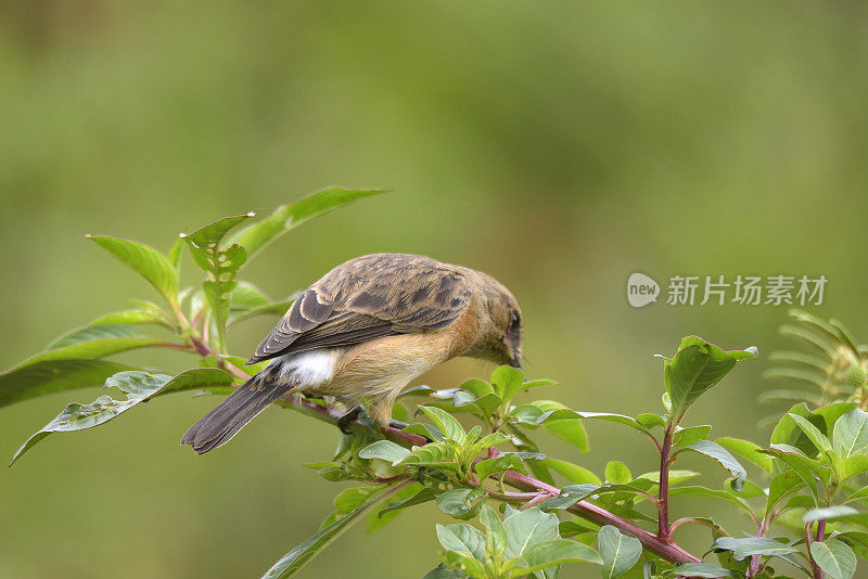 非洲野鹟