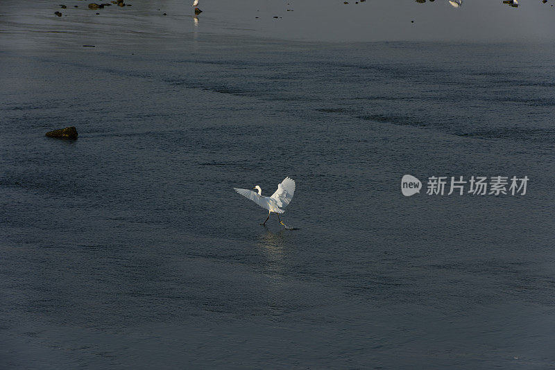 湿地苍鹭在夕阳下觅食