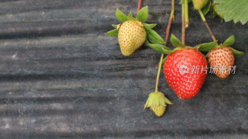 准备收割的草莓园和仍然新鲜营养的草莓