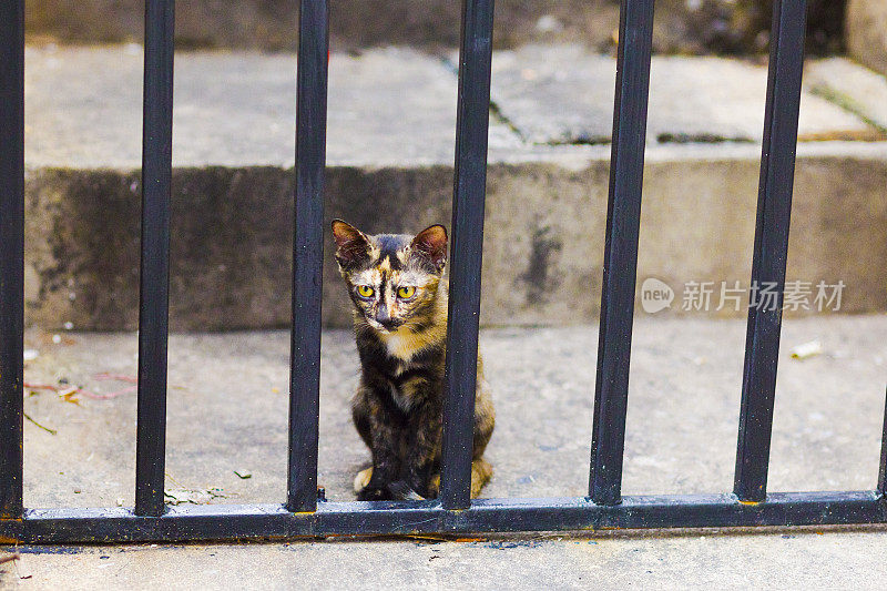 年轻的流浪猫和小猫坐在门后的肖像