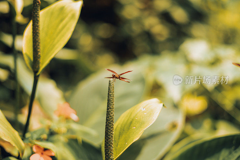 优雅的蜻蜓在树叶上休息。绿叶上的宏观美。大自然的宝石:完美的栖息。近距离接触一只休息的蜻蜓:自然优雅