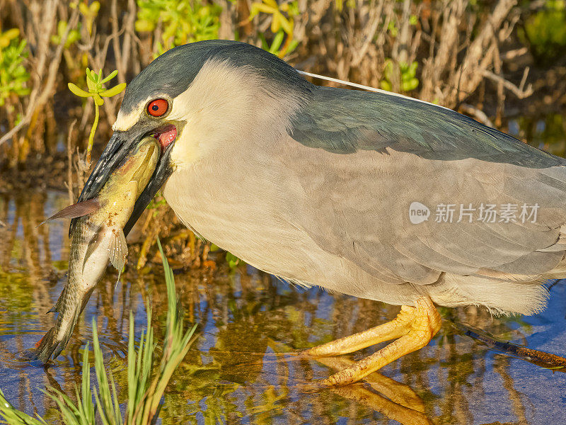 夏威夷的毛伊岛