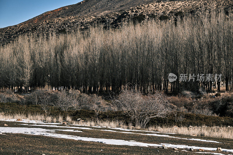 中亚深秋山峡杨树林山景