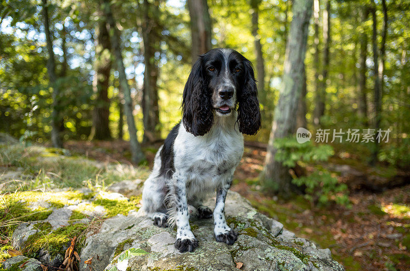 野外繁殖的英国可卡犬