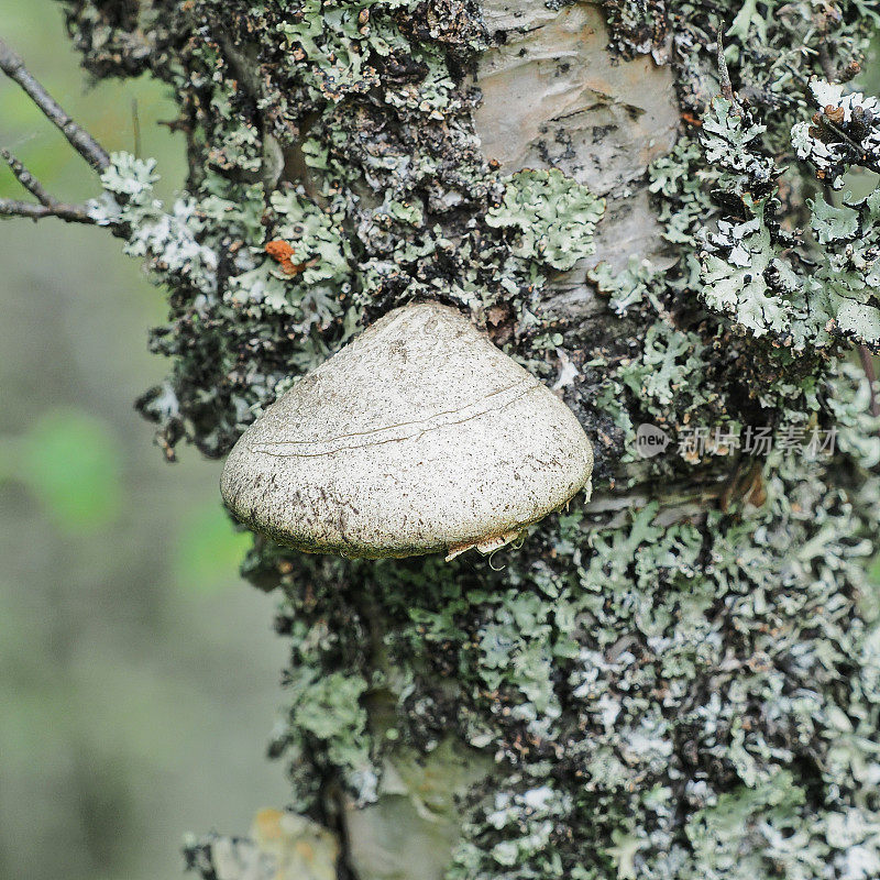 桦树多孔真菌的单个子实体