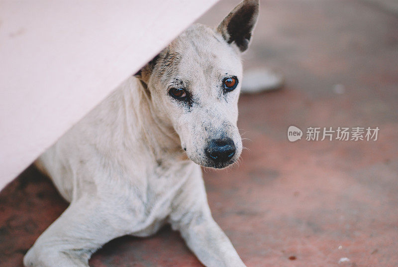 生病的流浪狗