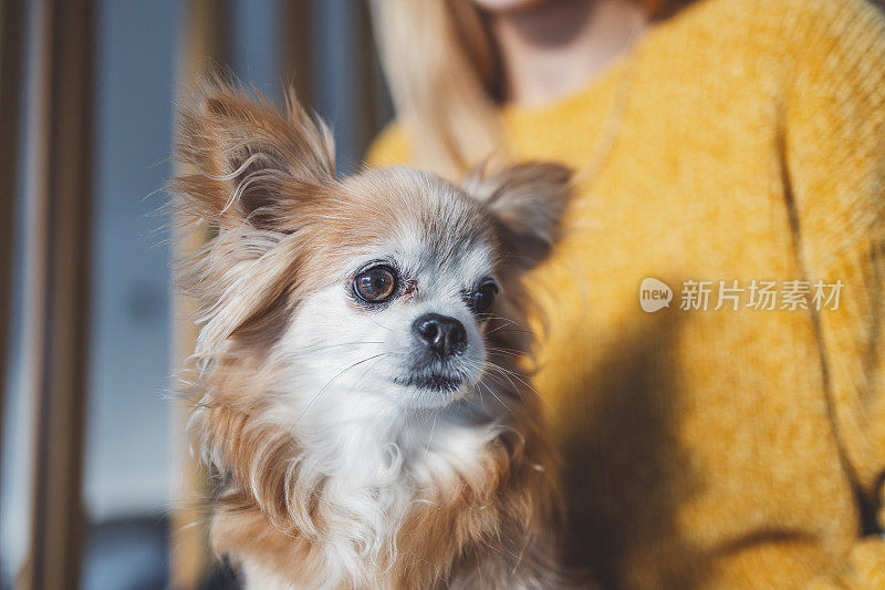 一个女人带着一只吉娃娃狗在客厅里