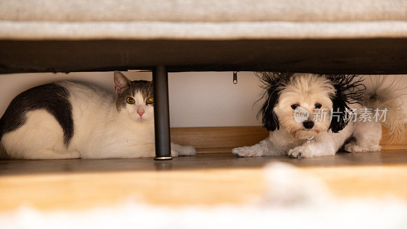 Morkie狗和混血猫躲在沙发下面