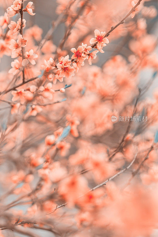盛开的桃花。粉红色的春花
