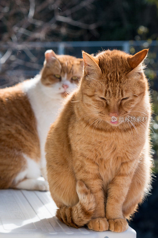 一只猫从后面盯着一只橙色虎斑猫